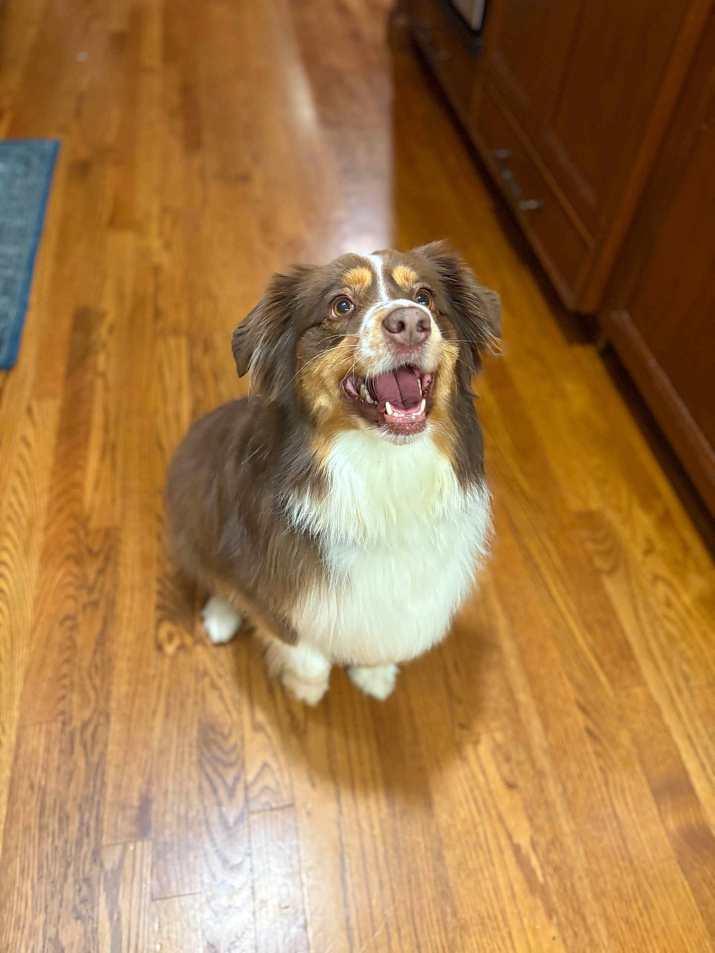 Pickles is registered to the contest to win money with this photo: dog, happy, brown, white, fur, pet, indoor, wooden_floor, kitchen, looking_up, excited, tongue, ears, canine, companion, domestic_animal, mammal, animal, friendly, cute