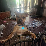 Buddy Jr is registered to the contest to win money with this photo: dog, indoor, messy_floor, stuffing, toy, pet, gate, light, window, furniture, wood_floor, collar, brown_dog, small_white_dog, crate, daylight, home, animal, playful, destruction