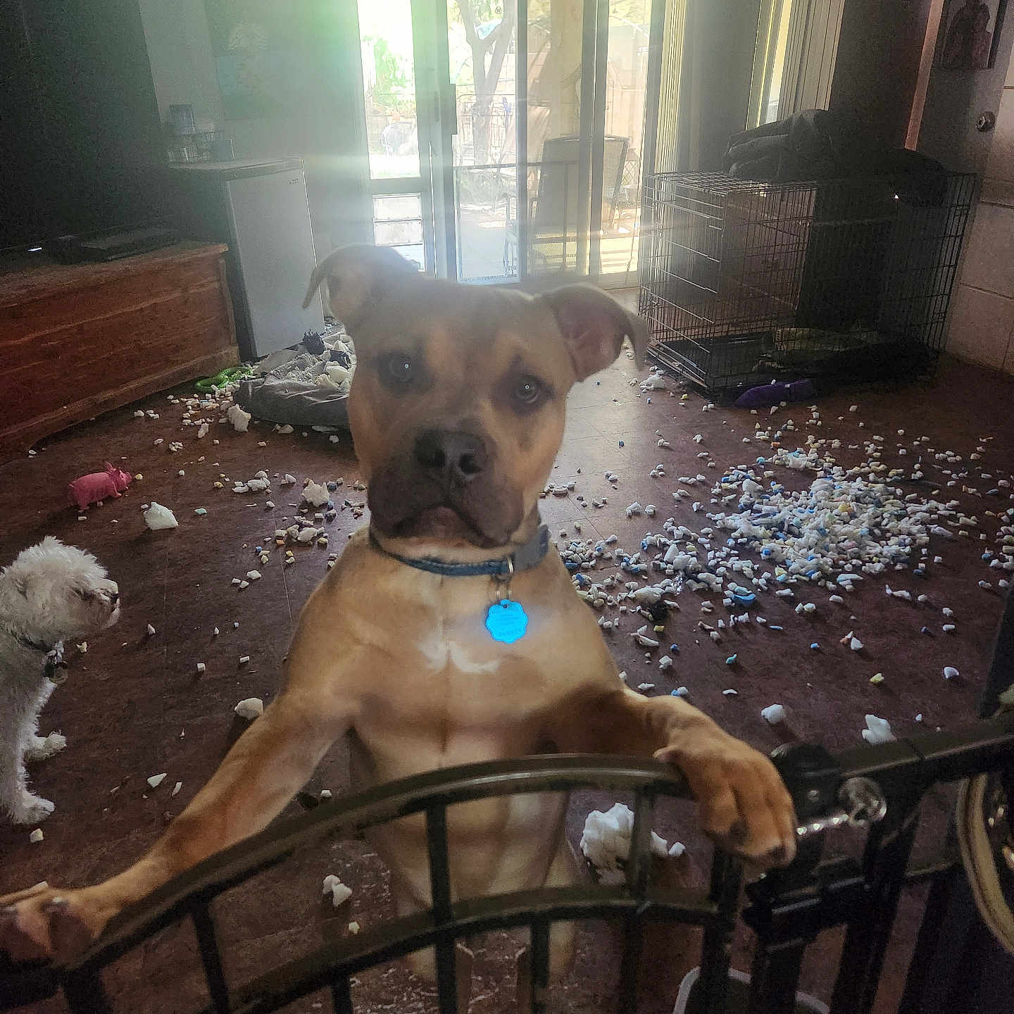 Buddy Jr is registered to the contest to win money with this photo: dog, indoor, messy_floor, stuffing, toy, pet, gate, light, window, furniture, wood_floor, collar, brown_dog, small_white_dog, crate, daylight, home, animal, playful, destruction
