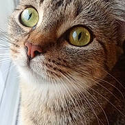Rillette a rejoint le concours — aidez-le/la à gagner de superbes lots ! cat, tabby, close_up, green_eyes, whiskers, fur, curious, pet, animal, indoor, window, natural_light, looking_up, cute, mammal, face, ears, nose, paws, domestic