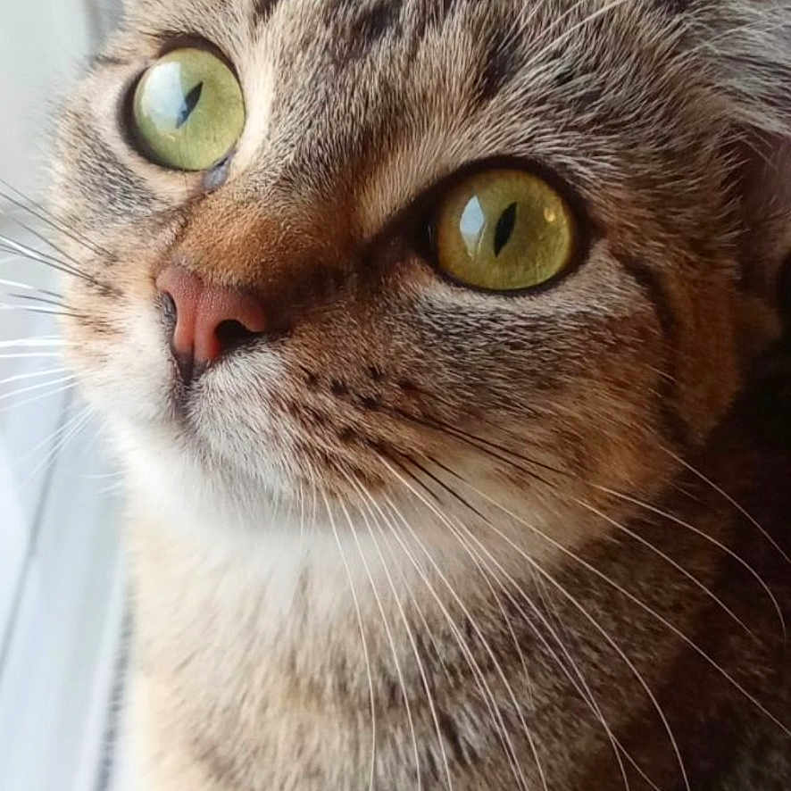 Rillette a rejoint le concours — aidez-le/la à gagner de superbes lots ! animal, cat, close_up, curious, cute, domestic, ears, face, fur, green_eyes, indoor, looking_up, mammal, natural_light, nose, paws, pet, tabby, whiskers, window