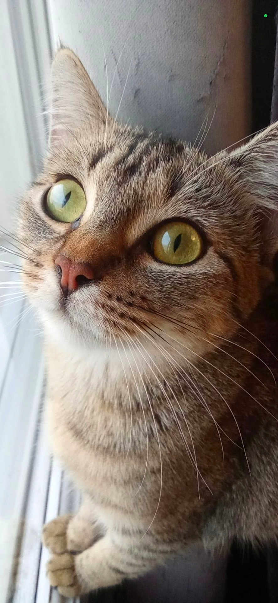 Rillette a rejoint le concours — aidez-le/la à gagner de superbes lots ! cat, tabby, close_up, green_eyes, whiskers, fur, curious, pet, animal, indoor, window, natural_light, looking_up, cute, mammal, face, ears, nose, paws, domestic
