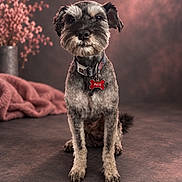 Phil joined the competition — help win amazing prizes! blanket, bone_tag, collar, cozy, dog, ears, eyes, fashionable, flowers, fur, gray_fur, indoor, name_tag, nose, pet, portrait, schnauzer, sitting, studio_lighting, whiskers