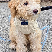 Kojo is registered to the contest to win money with this photo: adorable, animal, collar, companion, concrete, curly_fur, cute, dog, fluffy, knitted_sweater, leash, light_fur, mammal, outdoor, pet, puppy, sitting, small_dog, wood_log, young_dog