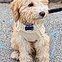 adorable, animal, collar, companion, concrete, curly_fur, cute, dog, fluffy, knitted_sweater, leash, light_fur, mammal, outdoor, pet, puppy, sitting, small_dog, wood_log, young_dog