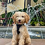 Kojo joined the competition — help win amazing prizes! background_people, curly_fur, cute, daylight, dog, fountain, greenery, harness, leash, outdoor, palm_trees, park, pet, plants, puppy, sidewalk, sitting, tongue_out, urban, water_splash