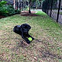 animal, black_dog, canine, chewing, dog, fence, grass, greenery, nature, outdoor, pet, playful, puppy, resting, shrub, summer, tennis_ball, tree, yard, young_dog