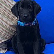 Beauregard-Bo is registered to the contest to win money with this photo: puppy, dog, black_labrador, collar, blue_collar, cushion, blue_cushion, striped_pillow, pet, animal, cute, sitting, indoors, portrait, young_dog, fur, ears, nose, eyes, front_paws