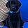 Beauregard-Bo