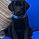 Beauregard-Bo