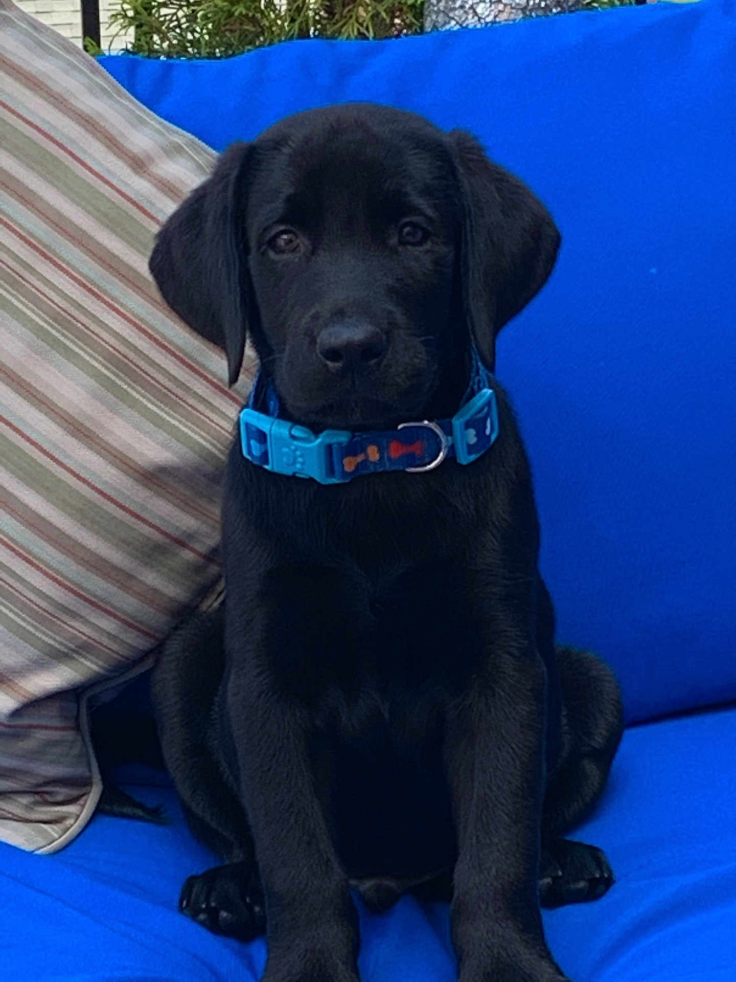 Beauregard-Bo