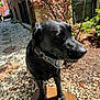 animal, black_dog, bush, calm, canine, closeup, collar, curious, daylight, dog, fur, garden, nature, outdoor, pebble_path, pet, red_leaves, stone, sunlight, walkway