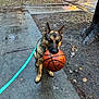 dog, german_shepherd, basketball, leash, sidewalk, wet_surface, tree, car, street, urban, outdoor, pet, animal, play, daytime, concrete, parked_vehicle, brown, black, canine