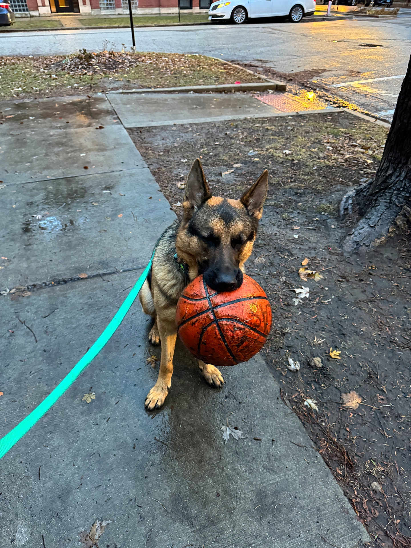Bear joined the competition — help win amazing prizes! dog, german_shepherd, basketball, leash, sidewalk, wet_surface, tree, car, street, urban, outdoor, pet, animal, play, daytime, concrete, parked_vehicle, brown, black, canine