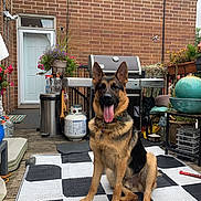 Bear is registered to the contest to win money with this photo: backyard, brick_wall, collar, daylight, dog, ears_up, fence, flower_pot, garden, german_shepherd, grill, happy, outdoor, pet, plant, potted_plants, rug, sitting, tongue_out, wooden_floor