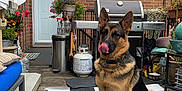 Bear is registered to the contest to win money with this photo: backyard, black_and_white, brick_wall, collar, dog, flowers, furniture, garden, german_shepherd, grill, mat, outdoor, patio, pet, plants, potted_plants, relaxed, sitting, tongue, wooden_floor