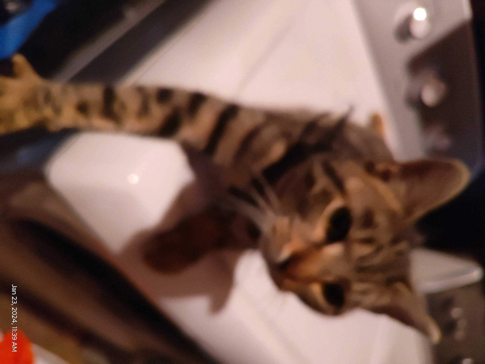 Echo joined the competition — help win amazing prizes! carnivore, cat, claw, domestic_short_haired_cat, felidae, fur, metal, room, small_to_medium_sized_cats, snout, tail, terrestrial_animal, whiskers, wood