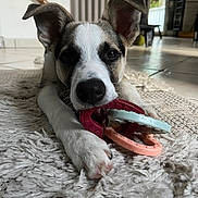 Azka a rejoint le concours — aidez-le/la à gagner de superbes lots ! animal, brown, carpet, chewing, closeup, cute, dog, ears, floor, fur, home, indoor, paws, pet, playful, puppy, resting, toy, white, young