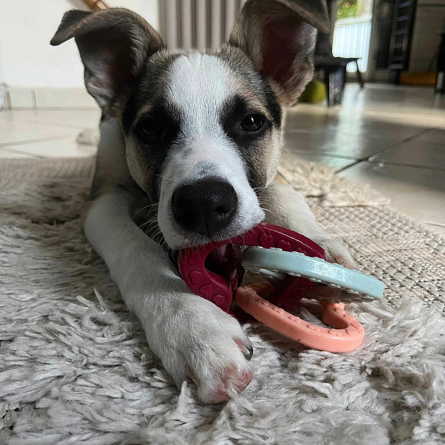 Azka a rejoint le concours — aidez-le/la à gagner de superbes lots ! animal, brown, carpet, chewing, closeup, cute, dog, ears, floor, fur, home, indoor, paws, pet, playful, puppy, resting, toy, white, young