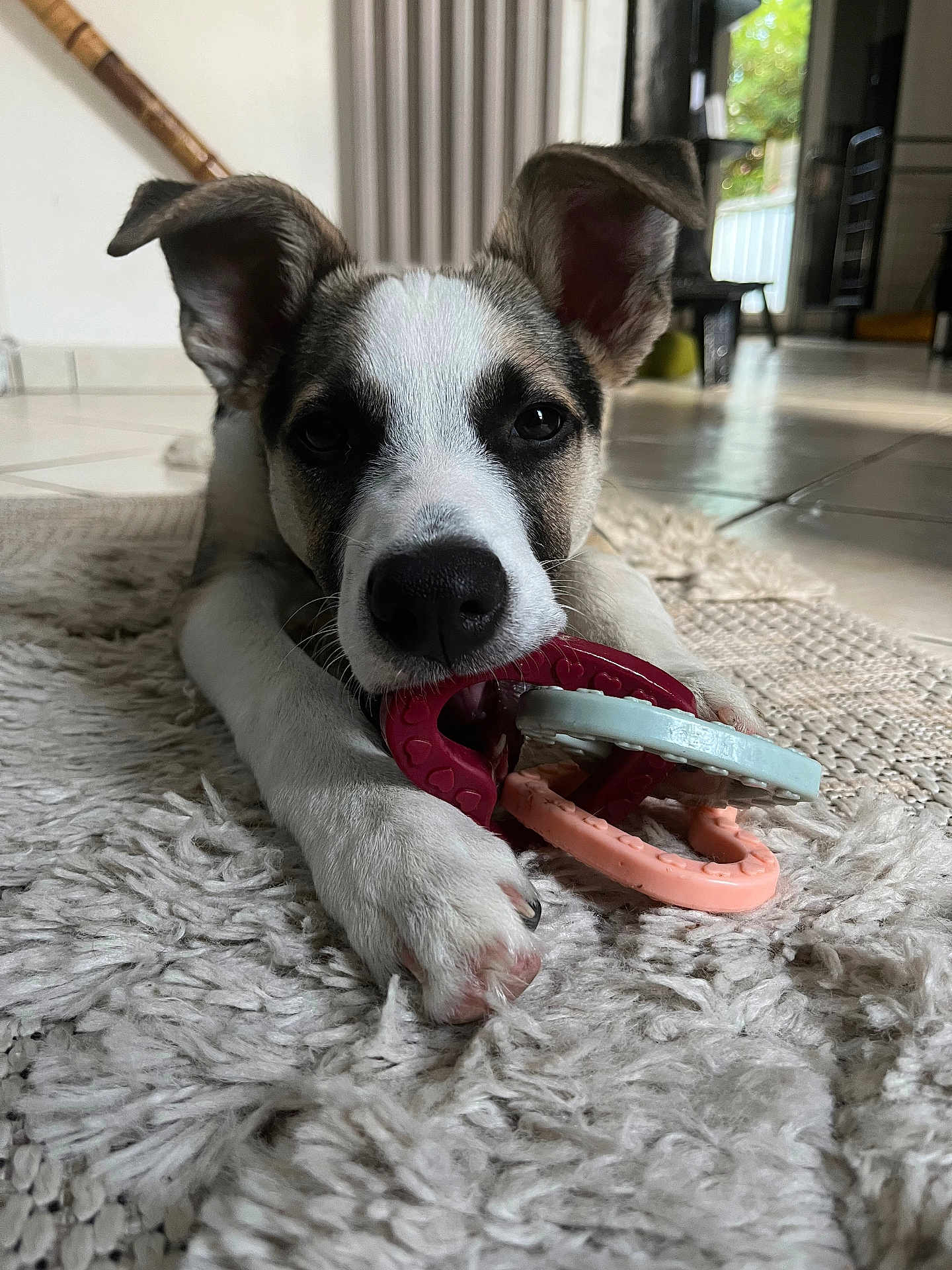 Azka a rejoint le concours — aidez-le/la à gagner de superbes lots ! animal, brown, carpet, chewing, closeup, cute, dog, ears, floor, fur, home, indoor, paws, pet, playful, puppy, resting, toy, white, young