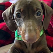 Bobo joined the competition — help win amazing prizes! animal, black, blanket, blurred_background, brown_fur, close_up, cozy, curious, cute, dachshund, dog, green_collar, indoor, legs, person, pet, puppy, red, resting, slippers