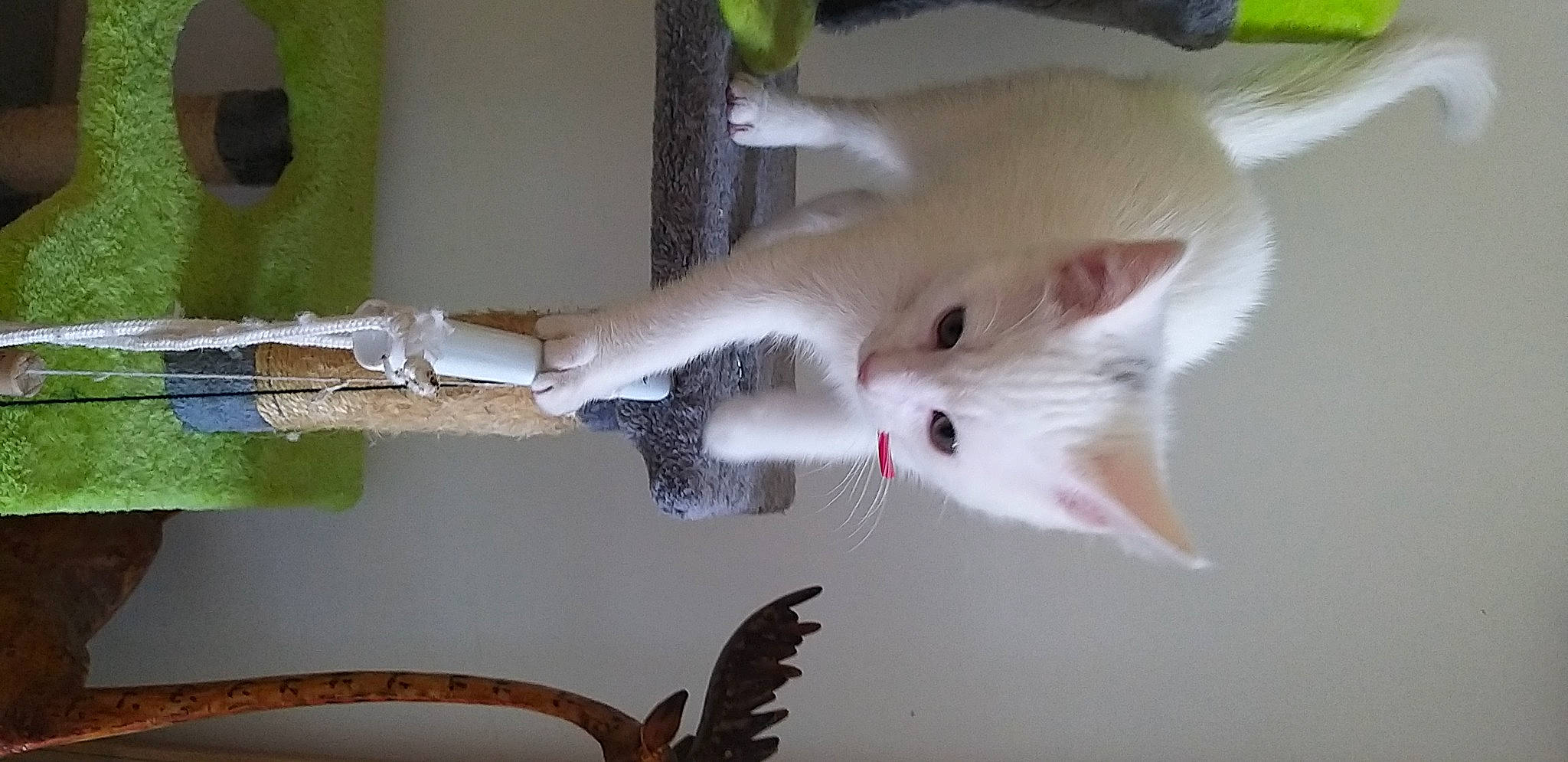 Reglisse a rejoint le concours — aidez-le/la à gagner de superbes lots ! cat, felidae, tail