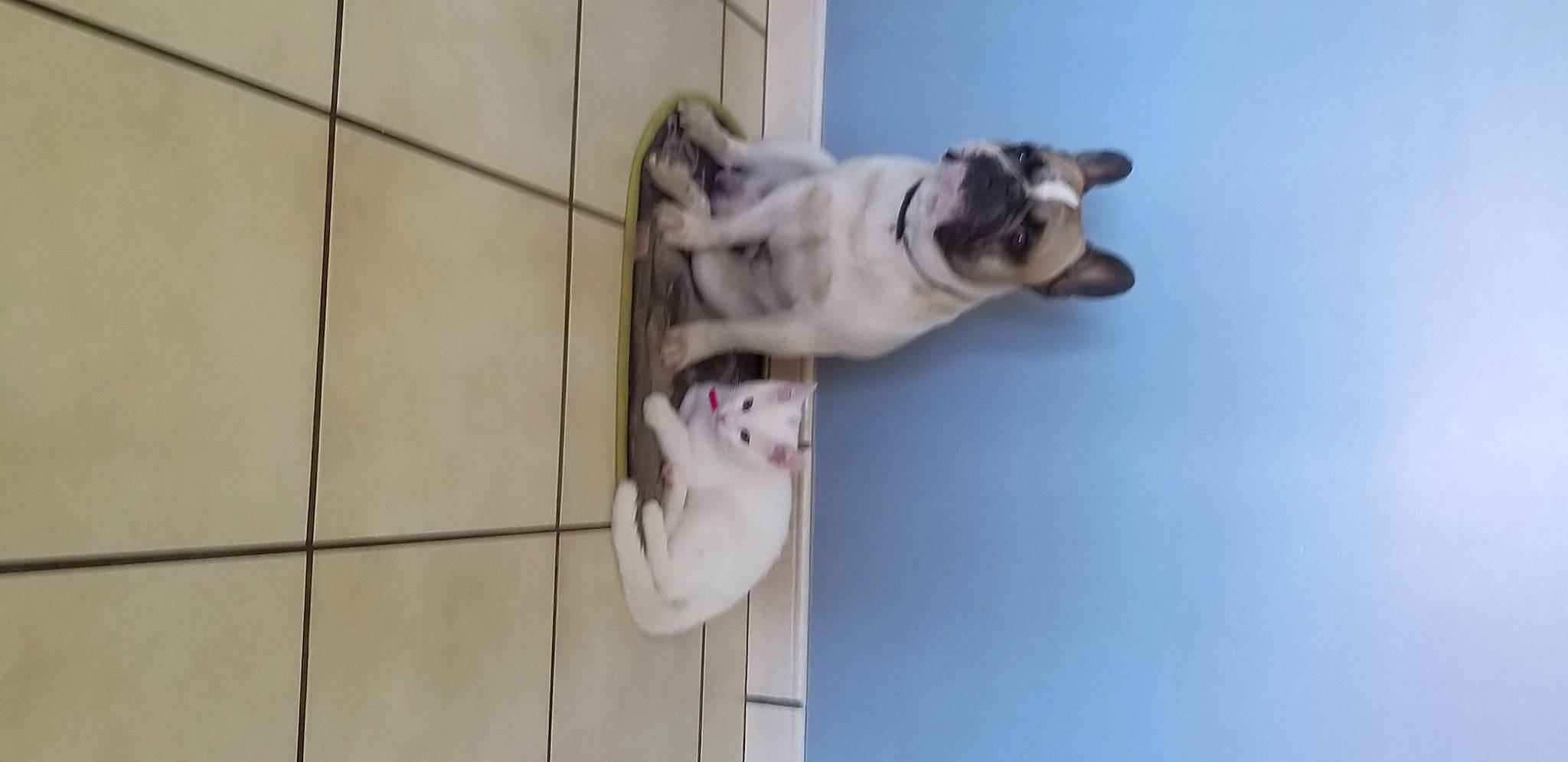 Mango J a rejoint le concours — aidez-le/la à gagner de superbes lots ! canidae, carnivore, companion_dog, dog, dog_breed, shoe, siberian_husky, snout, sporting_group, wolfdog, working_dog