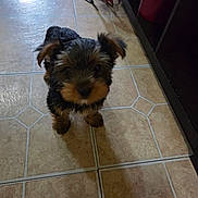 Mr.biggs is registered to the contest to win money with this photo: animal, black, brown, curious, cute, dog, domestic, ears, floor, fur, household, indoor, looking_up, pet, puppy, shadow, small_dog, standing, tile_floor, young_dog