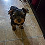animal, black, brown, curious, cute, dog, domestic, ears, floor, fur, household, indoor, looking_up, pet, puppy, shadow, small_dog, standing, tile_floor, young_dog