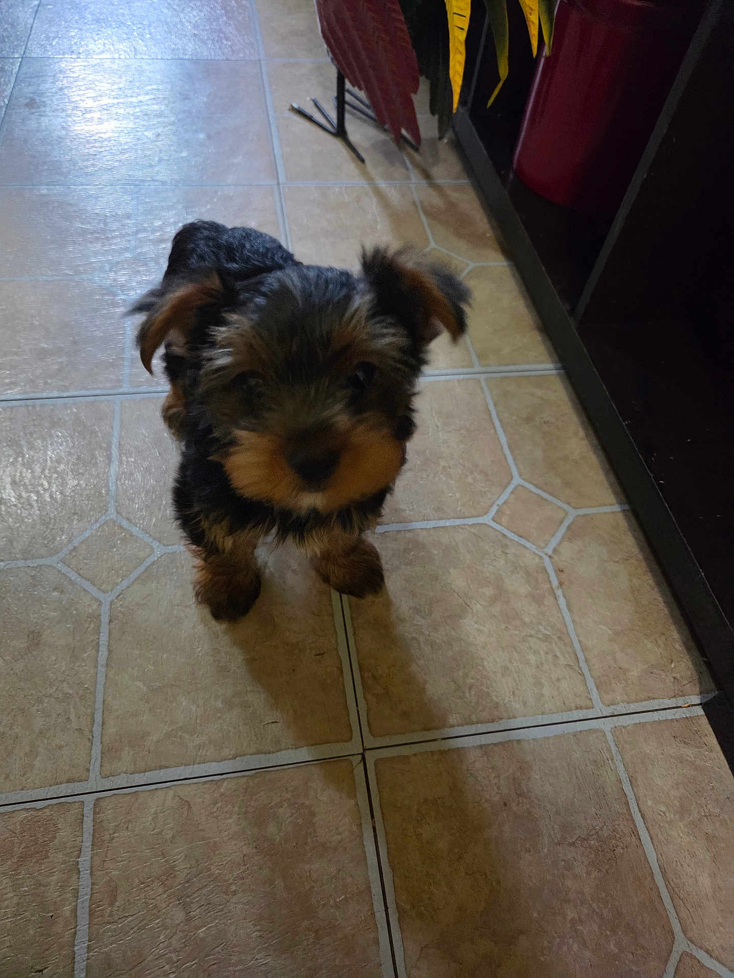 Mr.biggs
