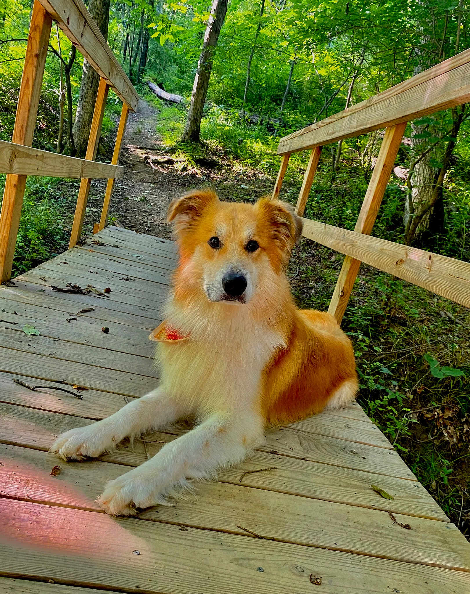 Banjo