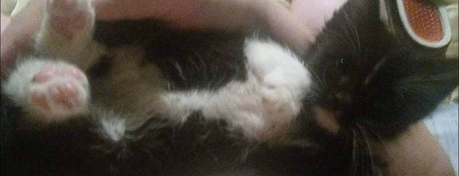 Vanta is registered to the contest to win money with this photo: canidae, cat, companion_dog, dog_breed, felidae, fur, paw, small_to_medium_sized_cats, snout, sporting_group, tail, whiskers