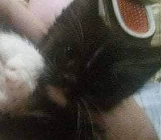 Vanta joined the competition — help win amazing prizes! black_cat, carmine, carnivore, cat, circle, claw, cloud, eyelash, felidae, flesh, foot, fur, gesture, human_leg, nail, paw, small_to_medium_sized_cats, tail, thumb, whiskers