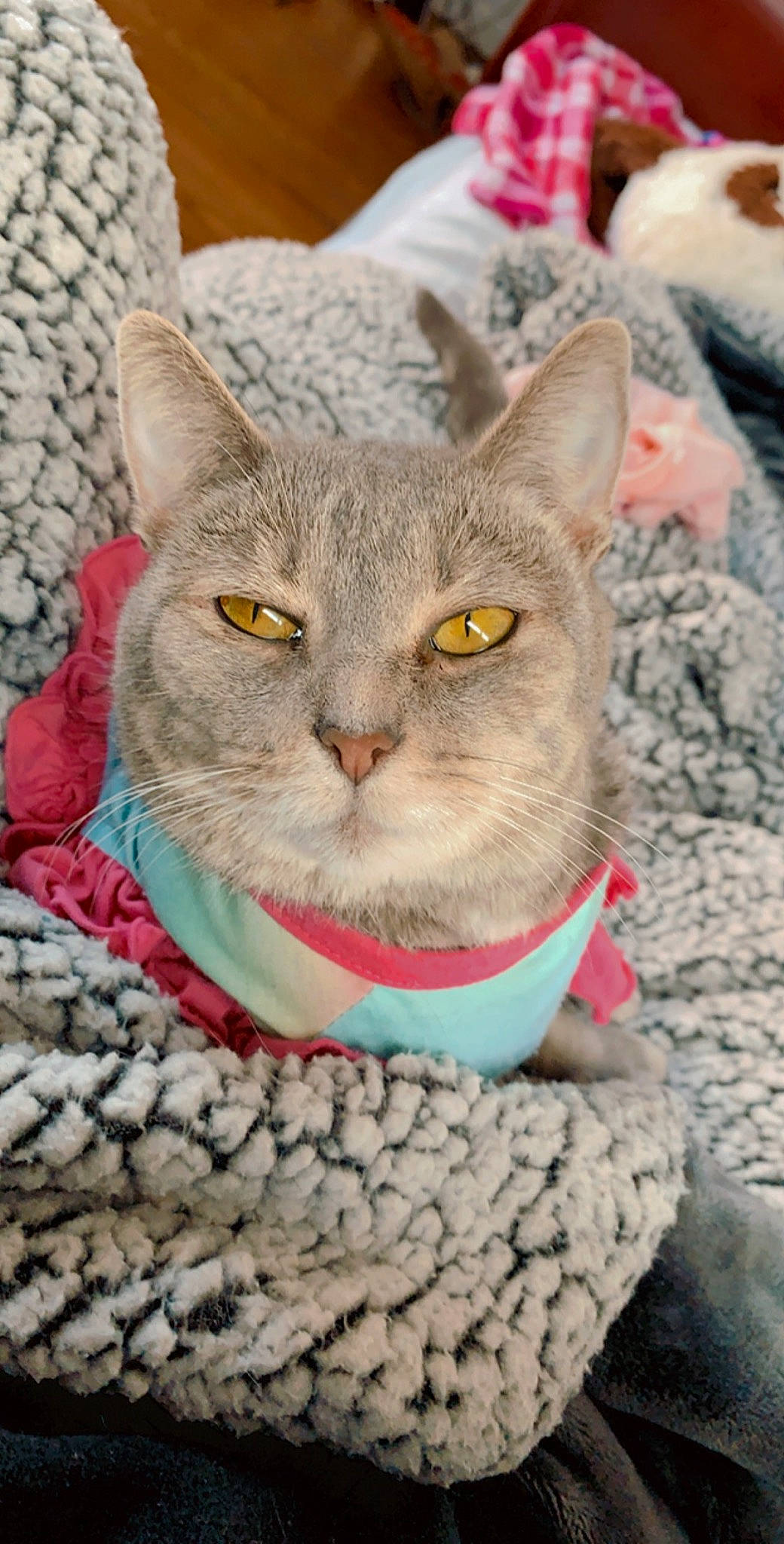 Emral joined the competition — help win amazing prizes! asian, australian_mist, british_shorthair, carnivore, cat, chartreux, domestic_short_haired_cat, european_shorthair, fawn, felidae, german_rex, kitten, mammal, small_to_medium_sized_cats, tabby_cat, whiskers