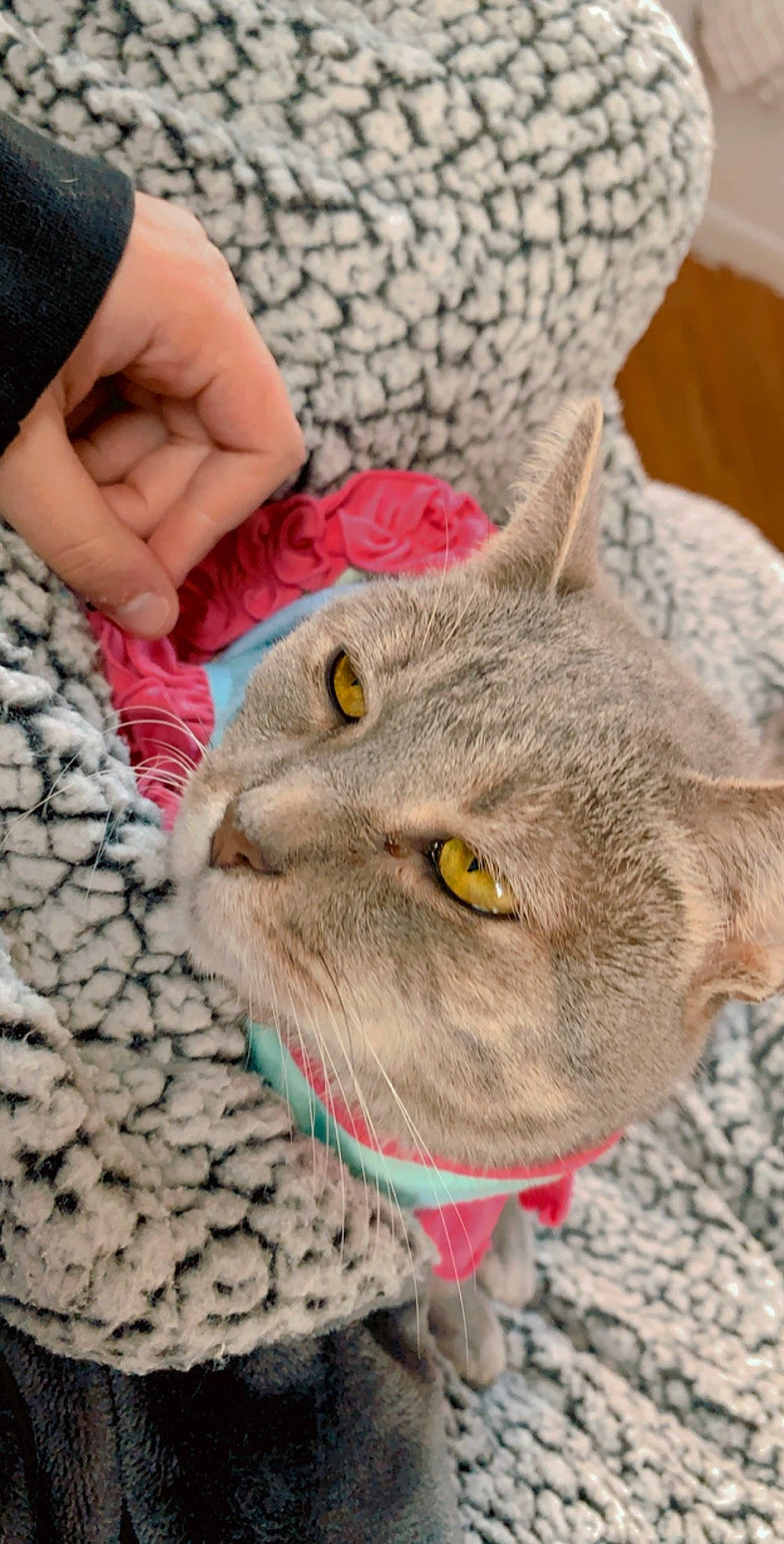 Emral joined the competition — help win amazing prizes! asian, australian_mist, british_shorthair, carnivore, cat, chartreux, domestic_short_haired_cat, european_shorthair, felidae, korat, russian_blue, small_to_medium_sized_cats, snout, tabby_cat, whiskers