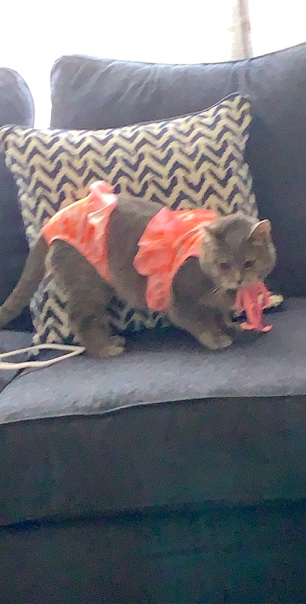 Emral is registered to the contest to win money with this photo: carnivore, cat, european_shorthair, felidae, kitten, small_to_medium_sized_cats, tail, whiskers