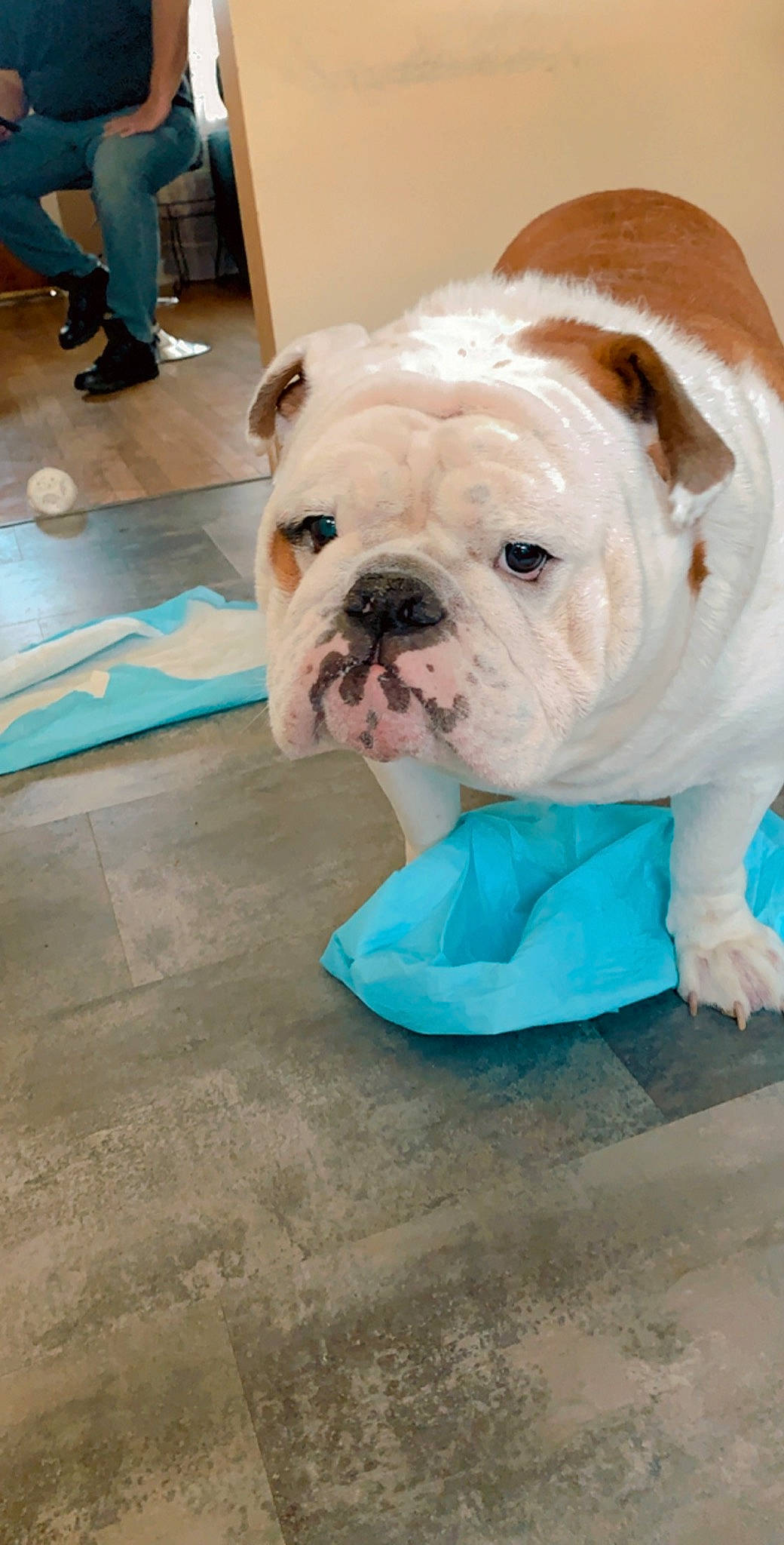 Rocky is registered to the contest to win money with this photo: american_bulldog, australian_bulldog, british_bulldogs, bulldog, canidae, carnivore, companion_dog, dog, dog_breed, floor, flooring, mammal, non_sporting_group, old_english_bulldog, olde_english_bulldogge, rare_breed_dog, snout, toy_bulldog, vertebrate, white_english_bulldog