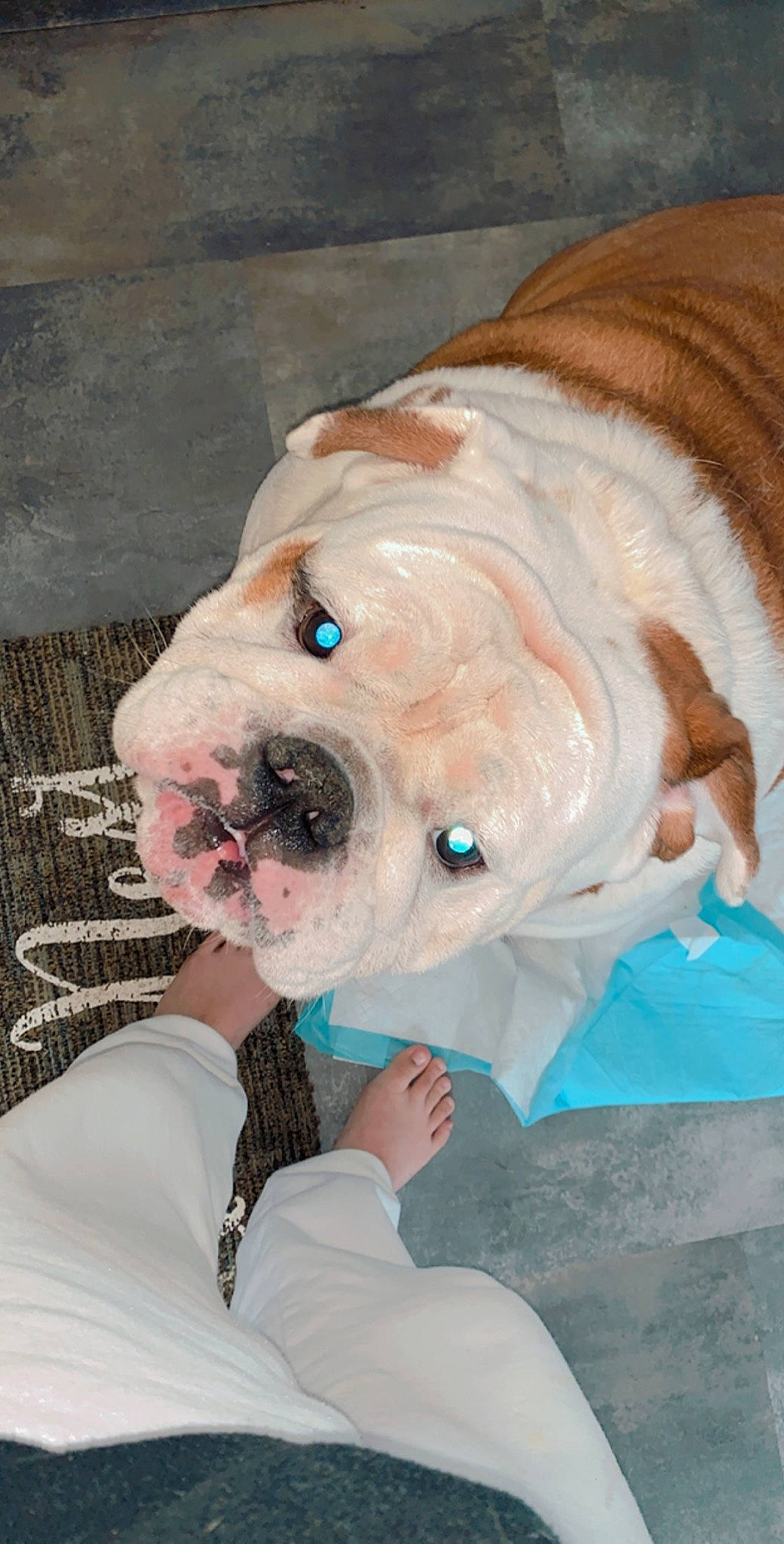 Rocky is registered to the contest to win money with this photo: american_bulldog, australian_bulldog, british_bulldogs, bulldog, canidae, carnivore, companion_dog, dog, dog_breed, dorset_olde_tyme_bulldogge, mammal, non_sporting_group, old_english_bulldog, olde_english_bulldogge, skin, snout, toy_bulldog, valley_bulldog, vertebrate, white_english_bulldog