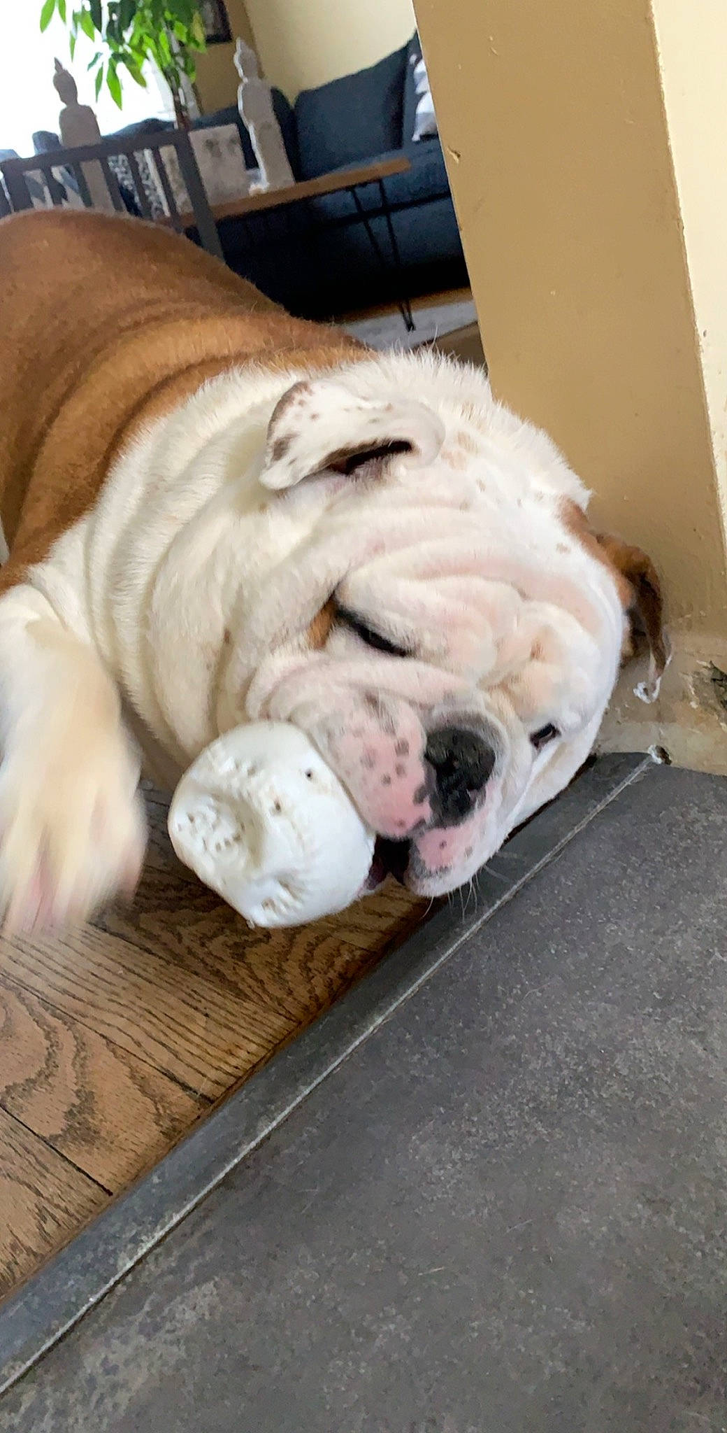 Rocky is registered to the contest to win money with this photo: american_bulldog, australian_bulldog, british_bulldogs, bulldog, canidae, carnivore, companion_dog, dog, dog_breed, mammal, non_sporting_group, old_english_bulldog, olde_english_bulldogge, rare_breed_dog, shar_pei, snout, toy_bulldog, valley_bulldog, vertebrate, white_english_bulldog