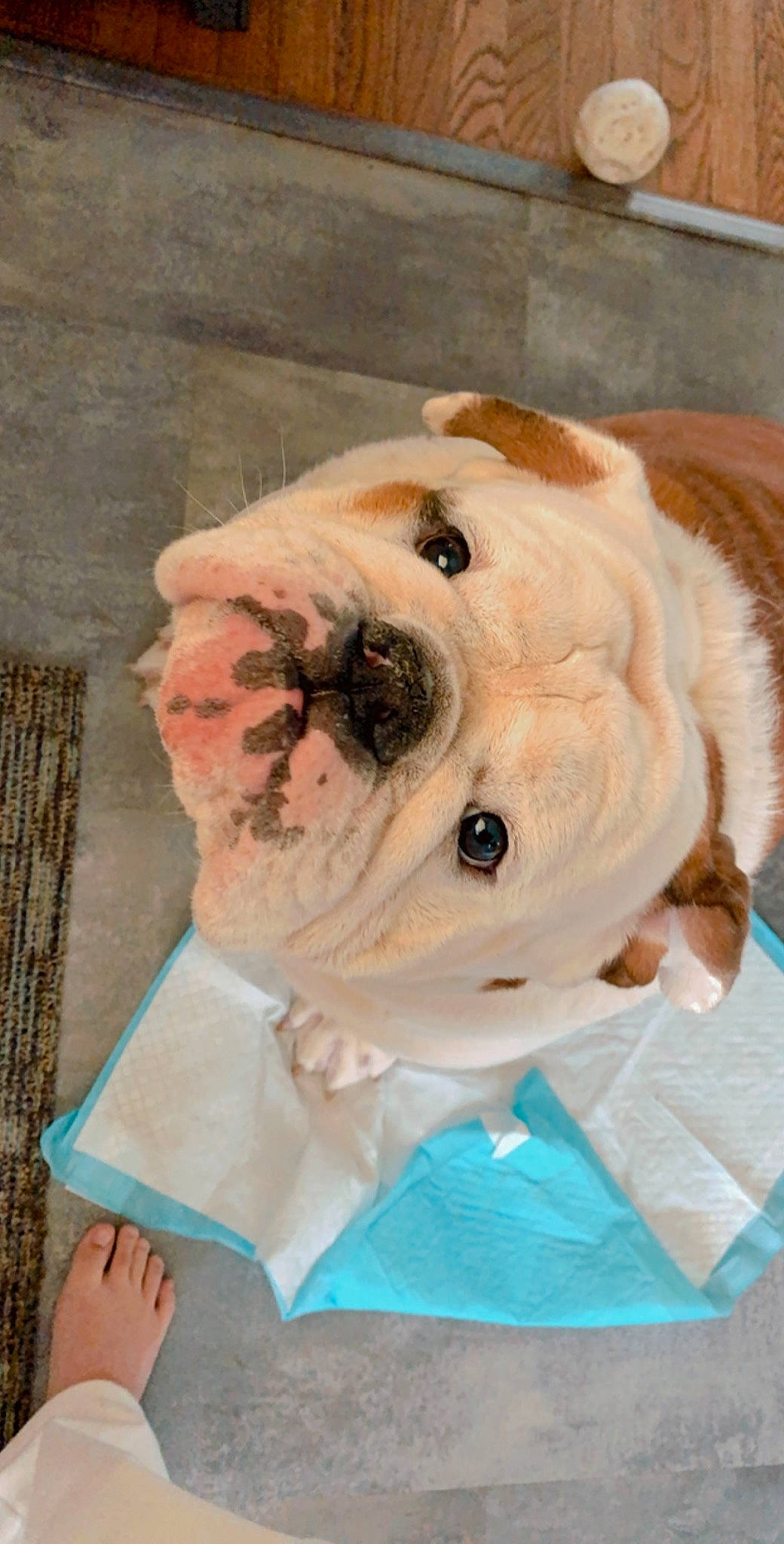 Rocky joined the competition — help win amazing prizes! american_bulldog, art, bulldog, canidae, carnivore, companion_dog, dog, dog_breed, non_sporting_group, old_english_bulldog, olde_english_bulldogge, snout, white_english_bulldog, wrinkle