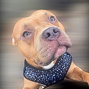 Stanley is registered to the contest to win money with this photo: dog, canine, pet, animal, close_up, brown_dog, harness, portrait, curious_expression, short_hair, blurry_background, muzzle, ears, whiskers, snout, domestic_animal, friendly, looking_up, indoor, companion