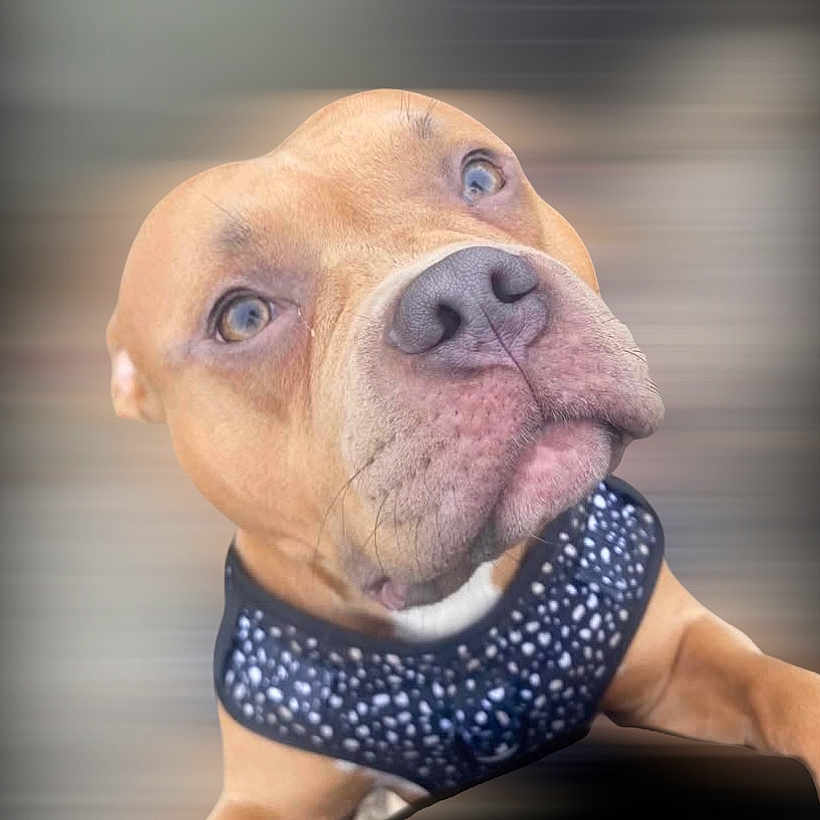 Stanley