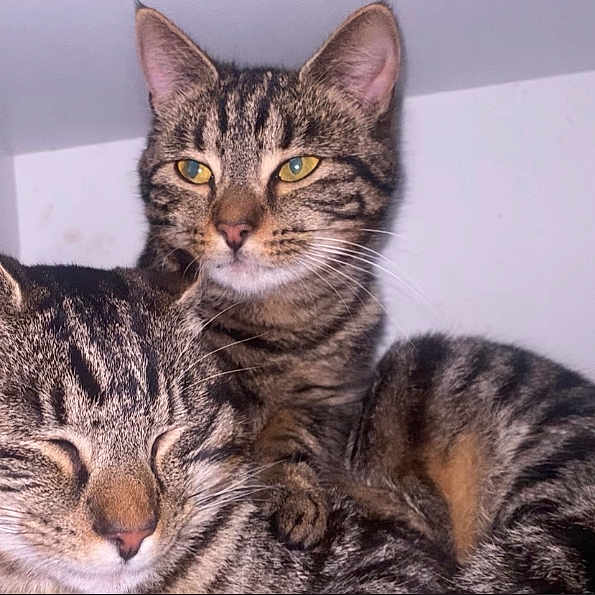Kitty