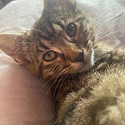 Whiskey is registered to the contest to win money with this photo: cat, kitten, tabby, close_up, whiskers, fur, eyes, pet, animal, cute, resting, soft_light, indoor, cozy, portrait, young, feline, curious, mammal, sleepy