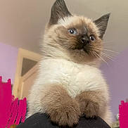 Stitch is registered to the contest to win money with this photo: kitten, cat, siamese, blue_eyes, fluffy, pet, animal, indoor, cute, curious, fur, whiskers, ears, close_up, young, small, domestic_animal, sitting, portrait, feline