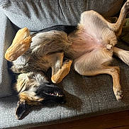 Angel joined the competition — help win amazing prizes! dog, canine, pet, lying_down, upside_down, relaxed, couch, indoor, fur, paw, teeth, happy, resting, domestic_animal, mammal, sleeping_position, living_room, brown, black, beige