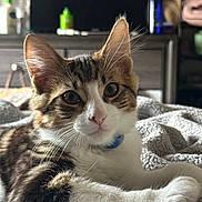 Mochi is registered to the contest to win money with this photo: cat, kitten, tabby, pet, animal, feline, collar, whiskers, ears, fur, closeup, indoor, cozy, blanket, resting, cute, young, domestic, mammal, portrait