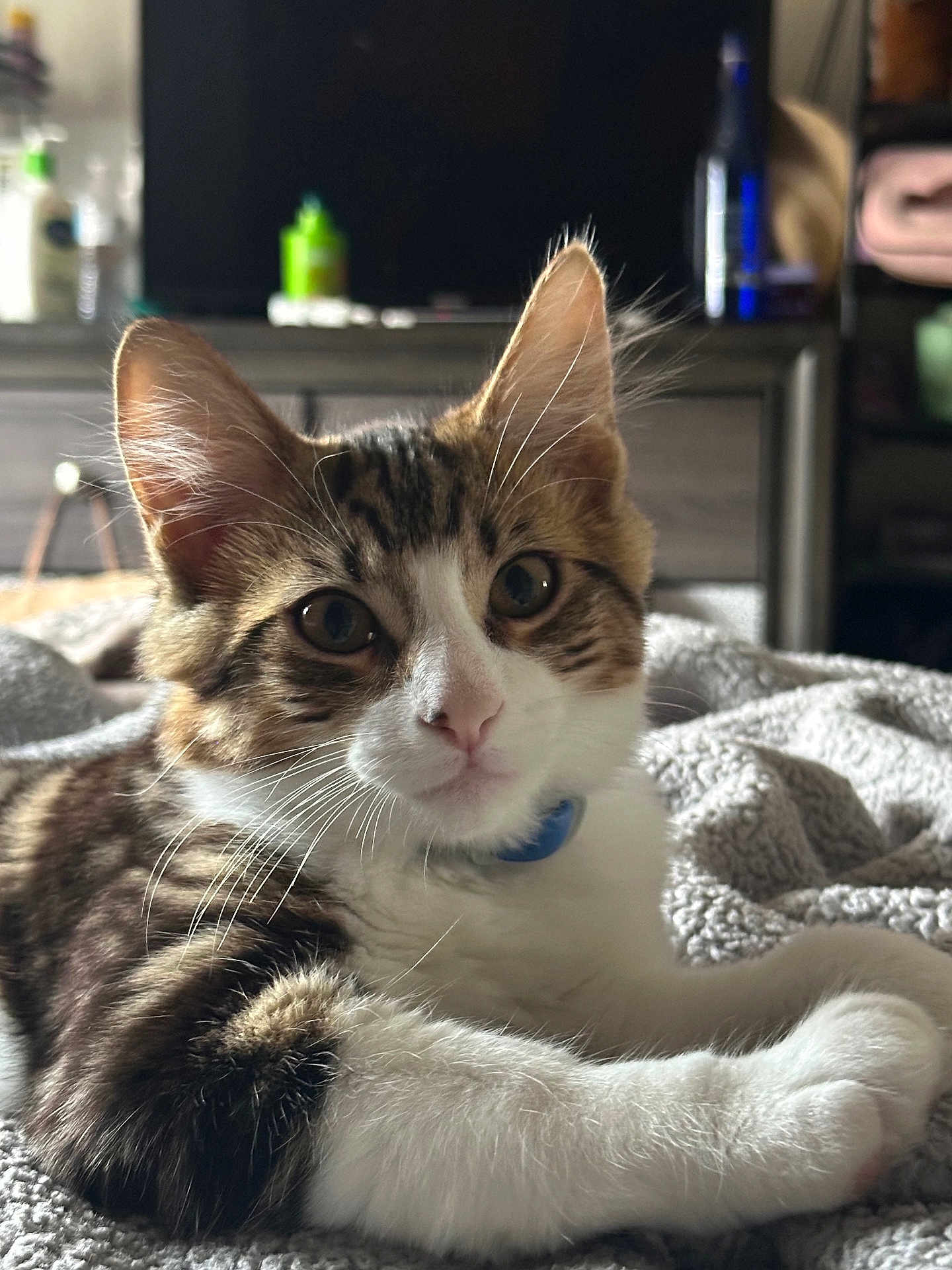 Mochi