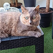 Gribouille a rejoint le concours — aidez-le/la à gagner de superbes lots ! cat, animal, pet, feline, fur, green_eyes, table, wicker, outdoor, plant, pot, grass, relaxed, resting, closeup, cute, whiskers, nature, domestic_animal, calm