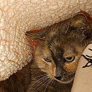 Gribouille participe au concours pour gagner de l'argent avec cette photo : animal, blanket, cat, closeup, comfort, cozy, cute, feline, fur, furry, indoor, pet, portrait, relaxed, resting, sleepy, soft, tortoiseshell, warm, whiskers